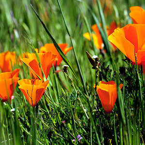 DSC 9535 California Poppies 1000