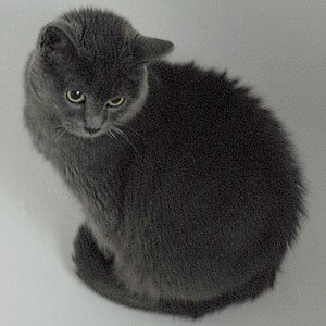 Kartäuser Katzen wissen um ihre Schonheit