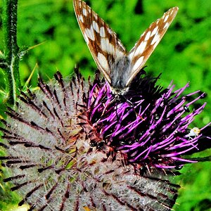 Stachliger Landeplatz 1