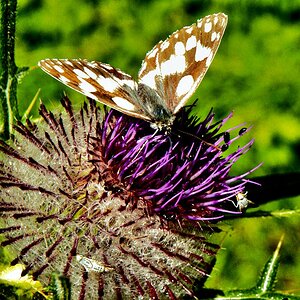 Stachliger Landeplatz 2
