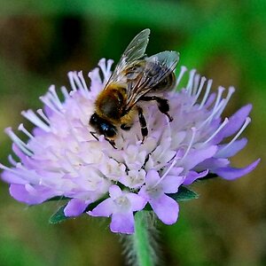 Bienenfleiss