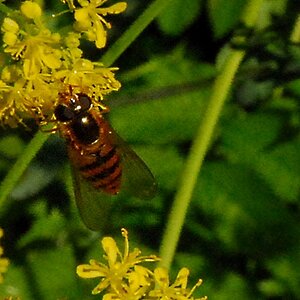 Wildbiene