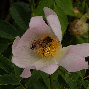 Wildrose mit Gast