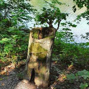 Buchenbonsai