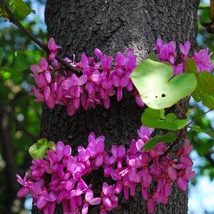 Judasbaum