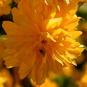 Goldrausch 18.04.2007