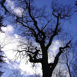 Eichensilhouette am Pfaffensee