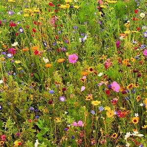 Sommerwiese von Menschenhand gesät