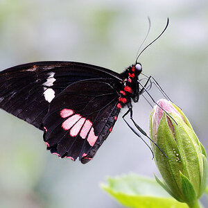 Schmetterling