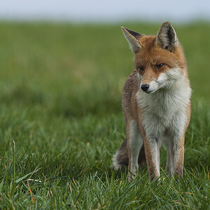 fuchs 04
