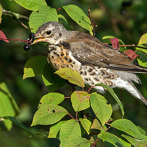 N71 9739 Wachholderdrossel
