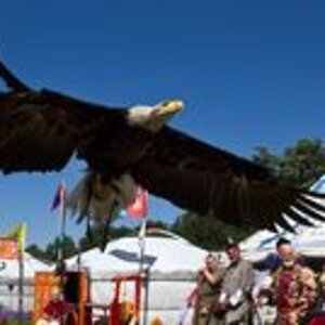 adler im flug 988e52c7 9d19 4b25 a534 044686c7e446