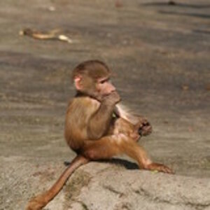 tierpark hagenbeck 624e8fa8 f879 4356 a622 d1b5bf9c835d