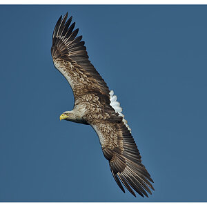 Seeadler 01
