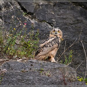 20140703 7784 [NIKON D4] 600 mm,1 250 Sek. bei ƒ   4,0