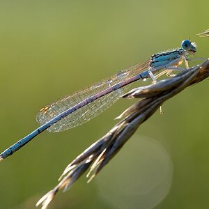 Blaue Federlibelle m 072014