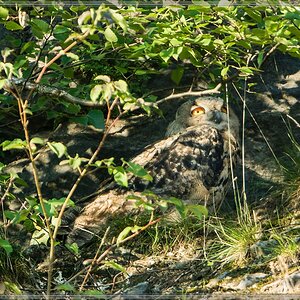 20140703 5030 [NIKON 1 V3] 600 mm,1 60 Sek. bei ƒ   4,0 2