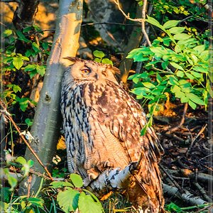 20140703 0513 [NIKON D7100] 850 mm,1 25 Sek. bei ƒ   5,6 2