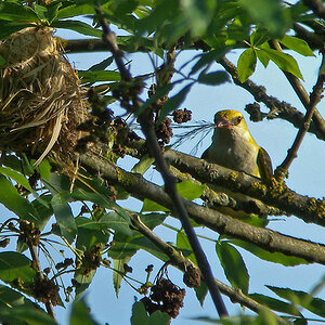 DSCN7427 Pirol Nestbau
