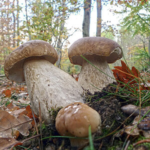 Herbstliche Freuden