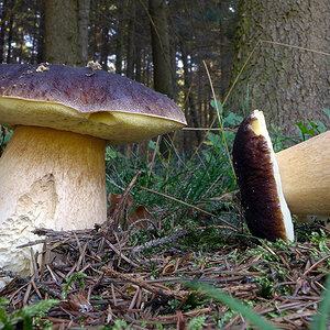 Hahn, Pilze, Bea 2013 210