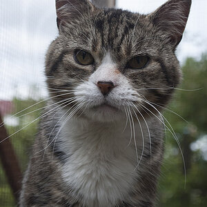 Kater