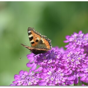 MNE 5073, 20140619
D800 Ai-S 135/2,8