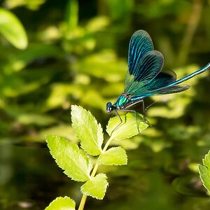 D71 0291 Libelle I