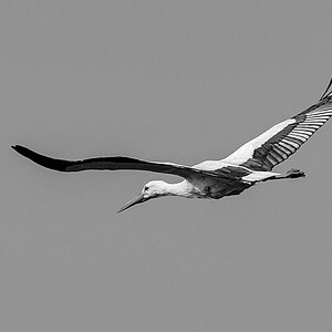 N71 0598 Weissstorch