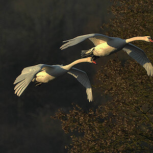 DSC 9855 Hoeckerschwan