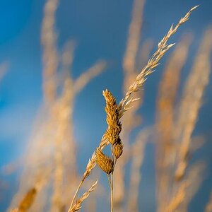 Gras 2