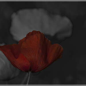 mohn 02