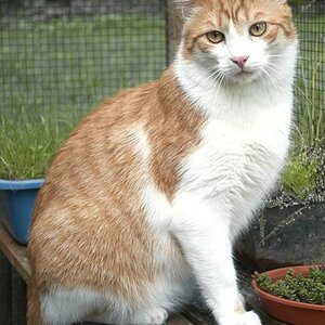 kater t