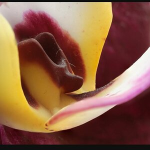 Orchidee. Eines meiner wenigen Makroversuche. Mit "Focus stacking".