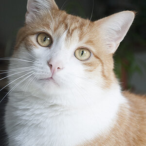 kater t 3