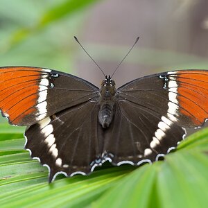Schokoladenfalter 082014