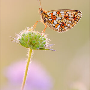 Boloria selene