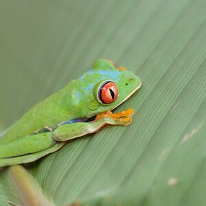 Costa Rica 740
