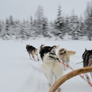 s868 Huskies 8896  5