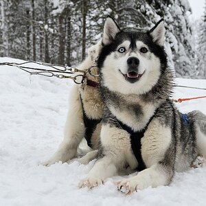 s870 Husky 9029  5