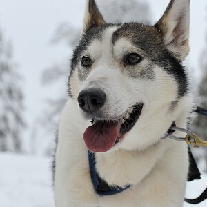 s870 Husky 8963 h  5