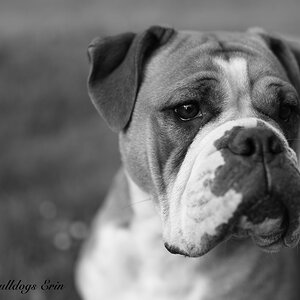 Caramba Bulldogs Erin