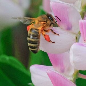 Biene mit Pollenhöschen an Lupine naschend