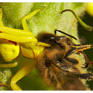 veränderliche Krabbenspinne mit Biene Crop