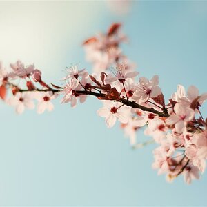 blume94 (Custom)