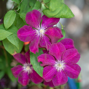 Zeiss Otus 55mm 7