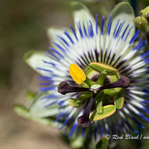 Blaue Passionsblume