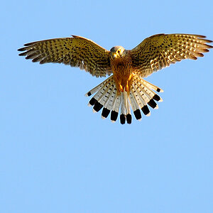 DSC 2662 Turmfalke 1000