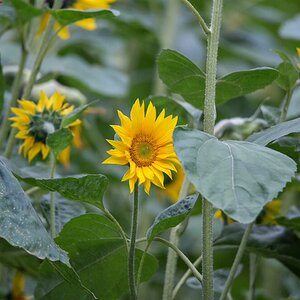Sonnenblume