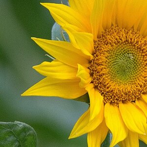 Sonnenblume 100%